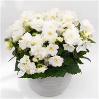 Beaugonia Crème Fraiche Begonia