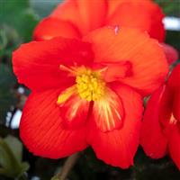 Beaugonia Poppy Orange Begonia