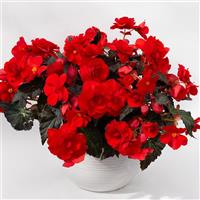 Beaugonia Rouge Noir Begonia