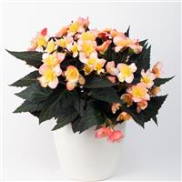 Beaugonia Saffran Glow Begonia