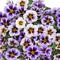 Rainbow Iced Blueberry Calibrachoa