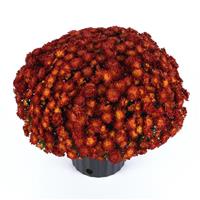 Metrona Bronze Garden Mum