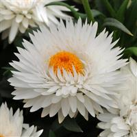 Dreamtime<sup>®</sup> Jumbo Pure White Bracteantha