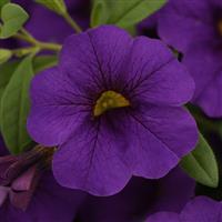 Cabaret<sup>®</sup> Midnight Blue Calibrachoa