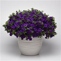 Cabaret<sup>®</sup> Midnight Blue Calibrachoa