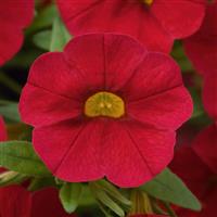 Cabaret<sup>®</sup> Red Calibrachoa