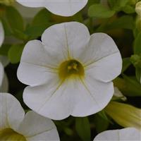 Cabaret<sup>®</sup> White Calibrachoa