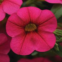 Cabaret<sup>®</sup> Hot Pink Calibrachoa