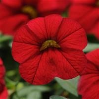 Cabaret<sup>®</sup> Bright Red Calibrachoa