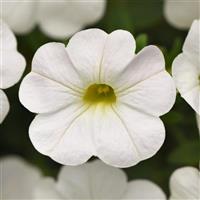 Cabaret<sup>®</sup> Bright White Calibrachoa