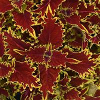 Copperhead Coleus