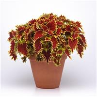 Copperhead Coleus