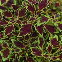 Matchsticks Coleus