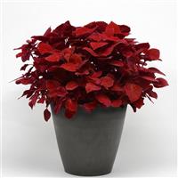 Ruby Slipper Coleus