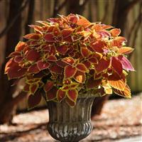 Trusty Rusty Coleus