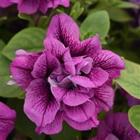 Vogue™ Lavender Vein Double Petunia