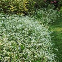 Breathless<sup>®</sup> White Euphorbia