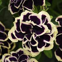 Midnight Gold Petunia