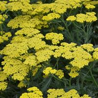 Achillea millefolium Sassy Summer Lemon