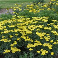 Achillea millefolium Sassy Summer Lemon