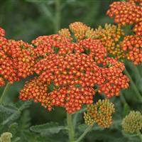 Achillea millefolium Sassy Summer Sunset