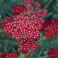 Achillea millefolium Sassy Summer Sangria