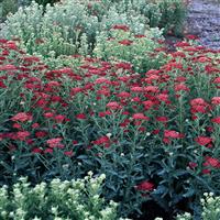 Achillea millefolium Sassy Summer Sangria