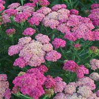 Achillea millefolium Sassy Summer Taffy