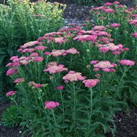 Achillea millefolium Sassy Summer Taffy