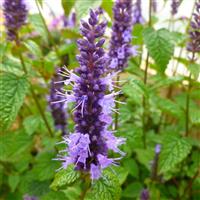 Agastache Little Adder