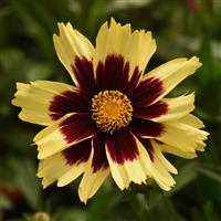 Coreopsis Super Star