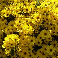 Helianthus salicifolius Autumn Gold