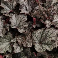 Heuchera Carnival Plum Crazy