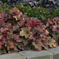 Heuchera Carnival Watermelon