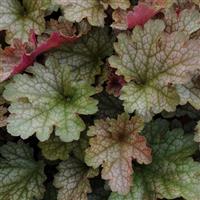 Heuchera Carnival Fall Festival