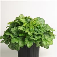 Heuchera Carnival Limeade