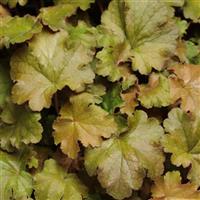 Heuchera Carnival Coffee Bean