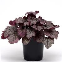 Heuchera Carnival Rose Granita