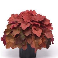 Heuchera Carnival Cinnamon Stick