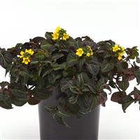 Lysimachia alfredii Night Light