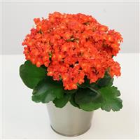 Mandala<sup>®</sup> Orange Kalanchoe