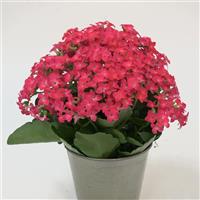 Mandala<sup>®</sup> Neon Pink Kalanchoe