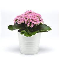 Mandala<sup>®</sup> Light Pink Kalanchoe