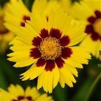 Coreopsis SunKiss