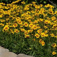 Coreopsis SunKiss