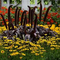 Coreopsis SunKiss