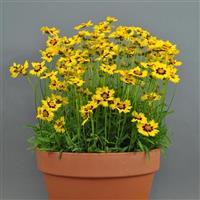 Coreopsis SunKiss