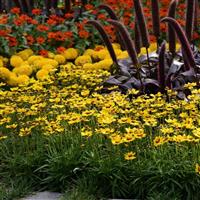 Coreopsis SunKiss