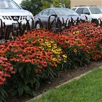 Echinacea Cheyenne Spirit