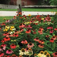 Echinacea Cheyenne Spirit